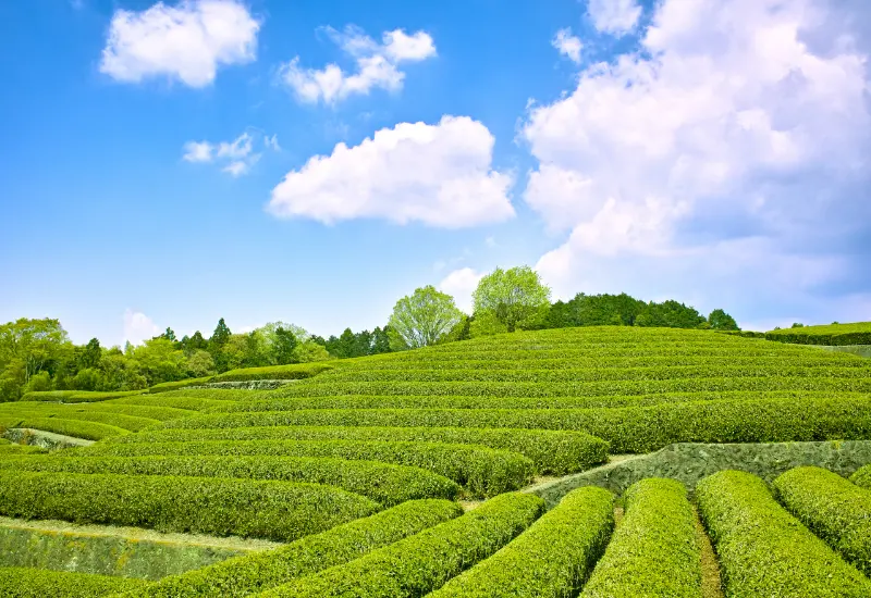 海岸がすぐそばの海が見える茶園!